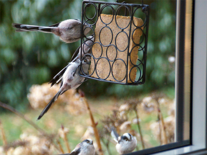 Mangeoire pour oiseaux : nos astuces pour créer le vôtre ! - Wepot