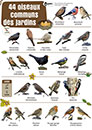 44 oiseaux communs des jardins